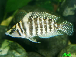 Altolamprologus calvus "Black" Ikola2004