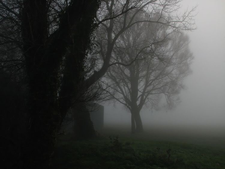 أجمل صور الضباب في الغابات  Worston-lane-fog1