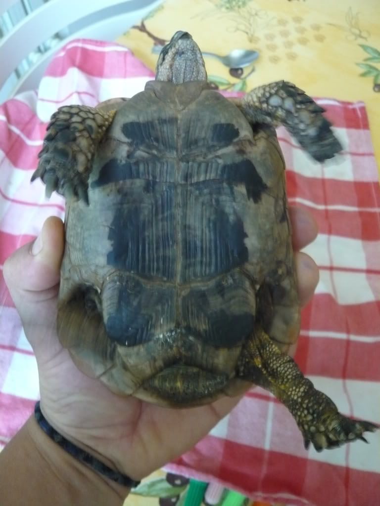 IDENTIFICATION TORTUE DE TERRE P1070616