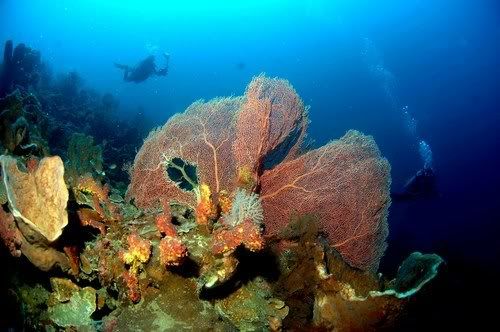 Surga Tersembunyi di Indonesia yang Diliput Media Ternama Inggris {Pic} Bandaisland