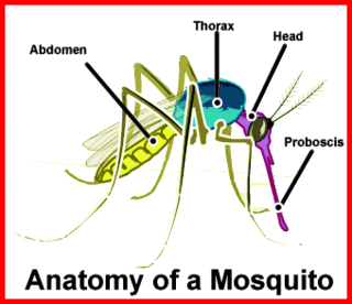 Apa yang Terjadi saat Nyamuk mengigit Kita Mosquito-anatomy