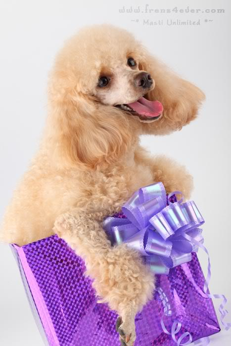 ~* Cute Poodle Photosession *~ D1