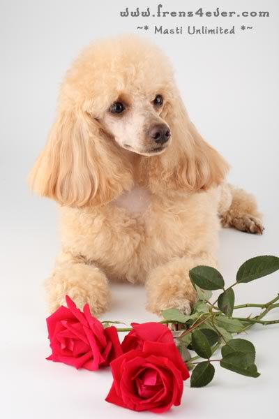 ~* Cute Poodle Photosession *~ D10