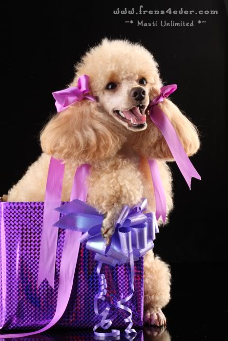 ~* Cute Poodle Photosession *~ D2