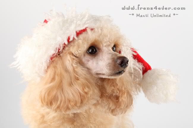 ~* Cute Poodle Photosession *~ D3