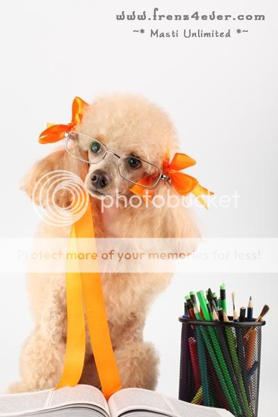 ~* Cute Poodle Photosession *~ D4