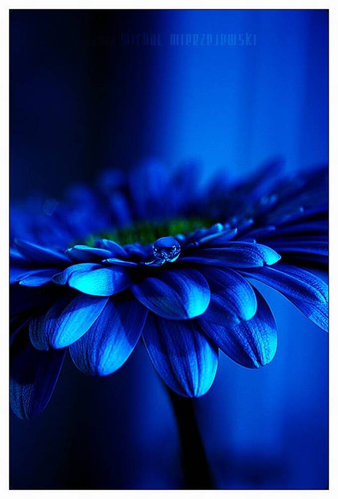 ~* Life in Colors ~ Blue *~ Blu5