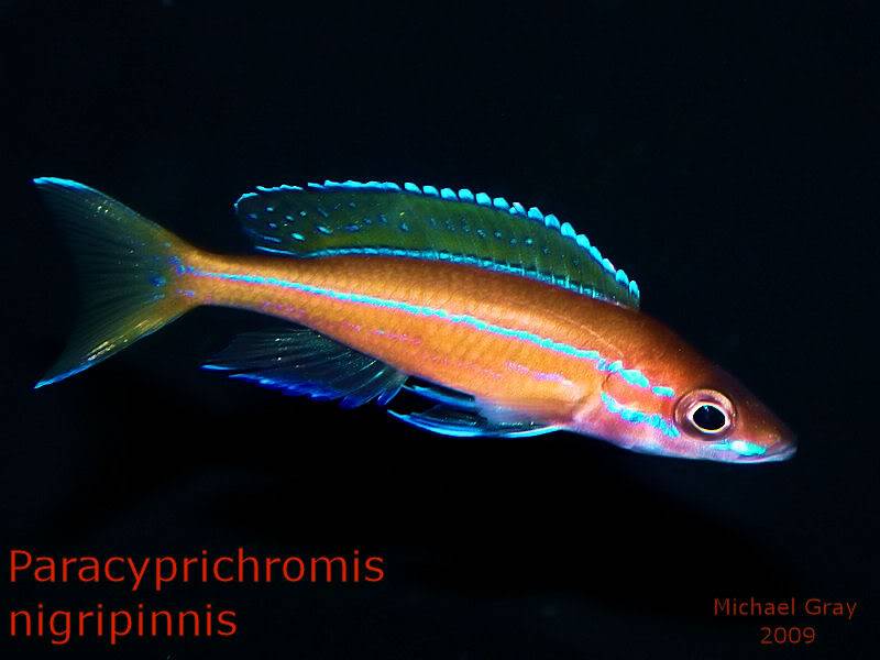 Paracyprichromis nigripinnis ParacypProof18-3-09