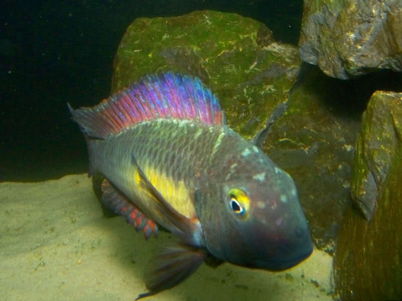 Tropheus moorii Kantalamba "Red Rainbow" 2-21-101