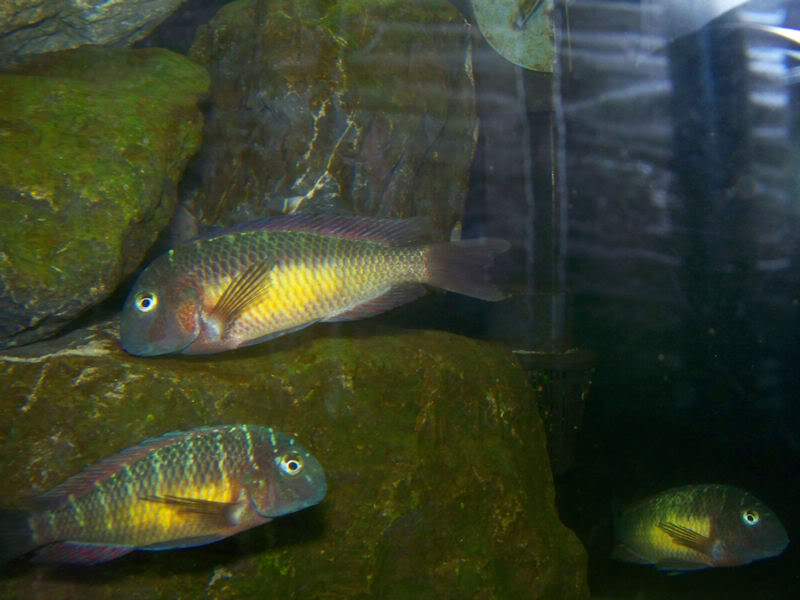 Tropheus moorii Kantalamba "Red Rainbow" 2-21-105