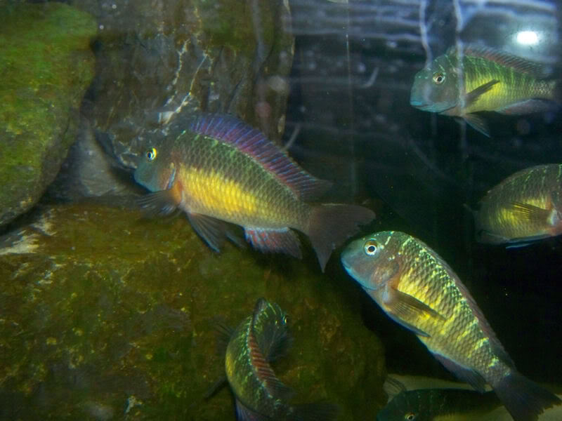 Tropheus moorii Kantalamba "Red Rainbow" 2-21-109