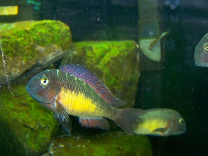 Tropheus moorii Kantalamba "Red Rainbow" 2-22-104