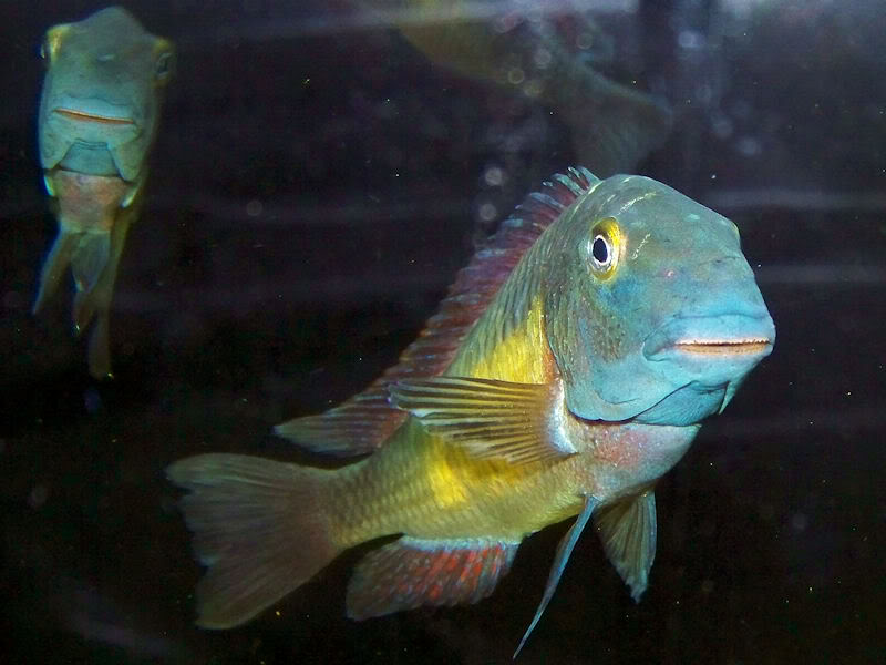 Tropheus moorii Kantalamba "Red Rainbow" 2-22-105