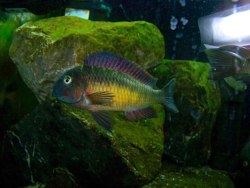 Tropheus moorii Kantalamba "Red Rainbow" 2-25-101