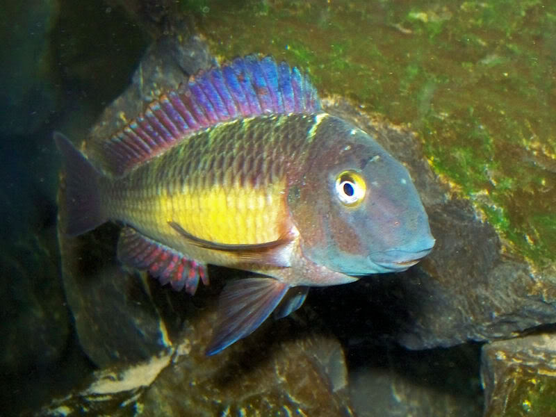 Tropheus moorii Kantalamba "Red Rainbow" - Page 2 3-1-103