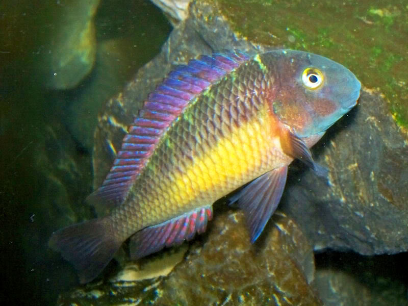 Tropheus moorii Kantalamba "Red Rainbow" - Page 2 3-1-105