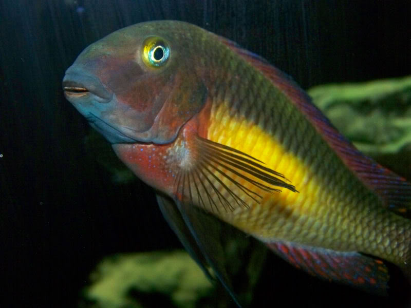 Tropheus moorii Kantalamba "Red Rainbow" - Page 2 6-1-101