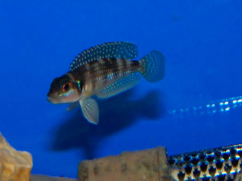 'Lamprologus' stappersii Stapp1