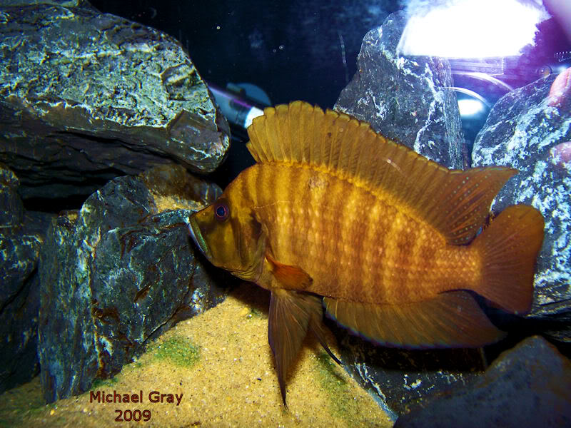 Altolamprologus compressiceps Fire Fin Zeke8-10-09