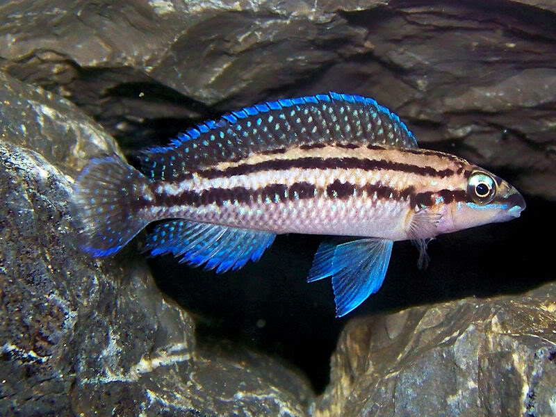 Julidochromis dickfeldi JuliD111-09