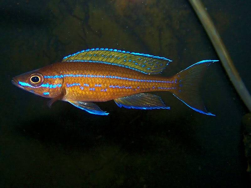 Paracyprichromis nigripinnis Paracyp610-09