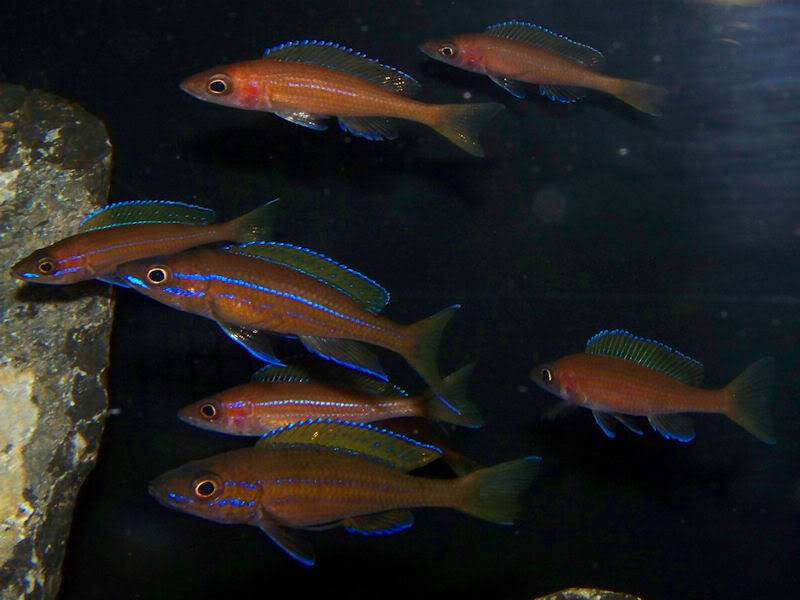 Paracyprichromis nigripinnis Paracyps8-8-092