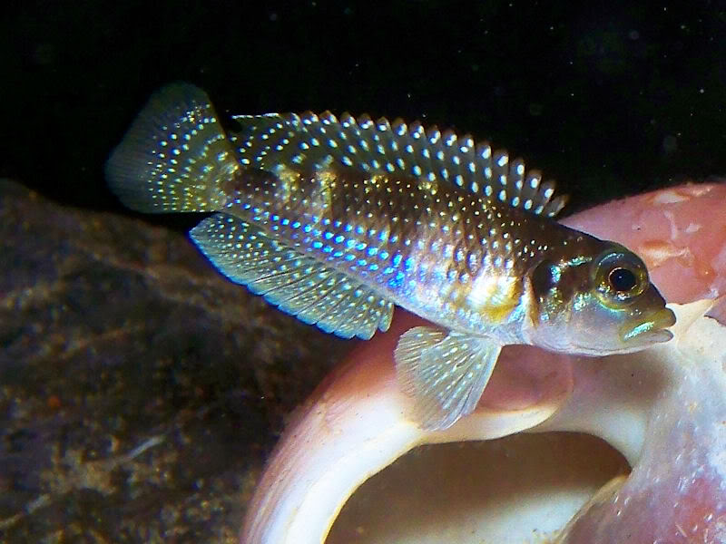 'Lamprologus' stappersii Stapp111-09