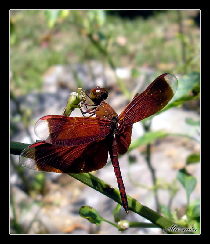 ANIMALS AND INSECTS - Page 5 Dragonfly