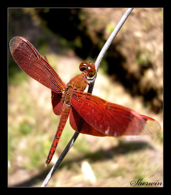 ANIMALS AND INSECTS - Page 5 Dragonfly2