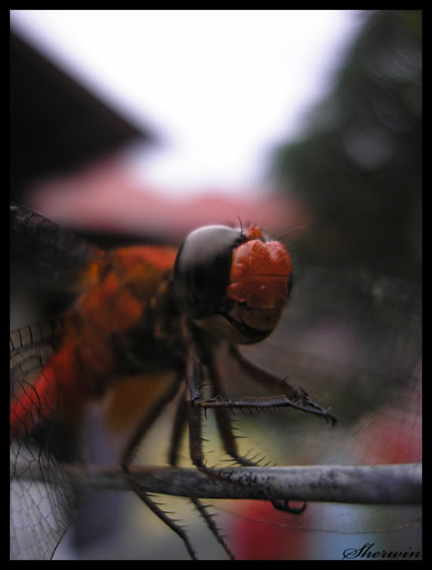 ANIMALS AND INSECTS - Page 5 Dragonfly6