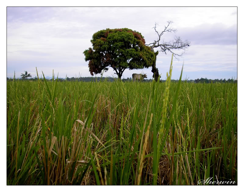 NATURE & LANDSCAPES - Page 5 Farm3