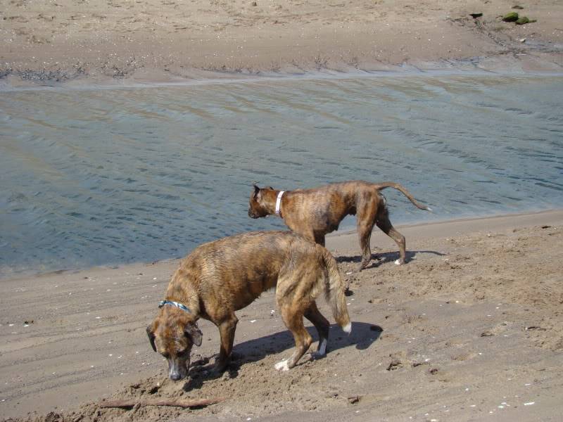 Kasha - Cat Friendly Boxer DSC01100