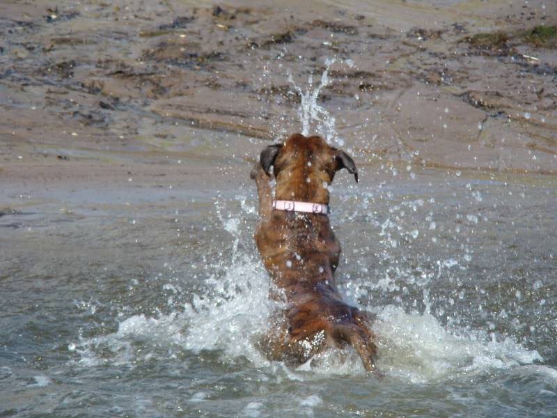 Kasha - Cat Friendly Boxer DSC01101