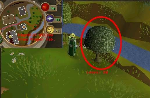 Woodcutting Guide Treeguild5