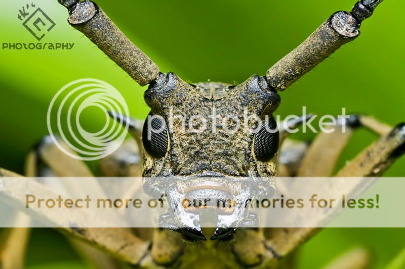 Bukit Tinggi Macro IMG_1303s