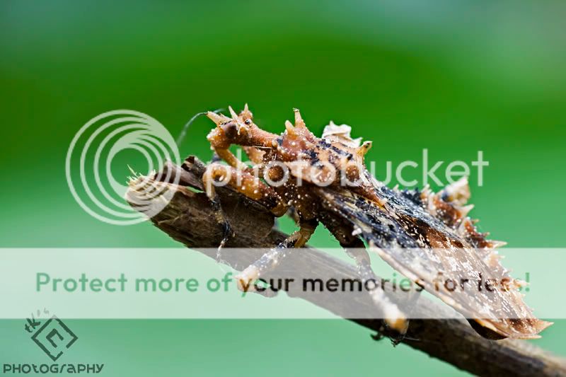 Bukit Tinggi Macro IMG_1385s