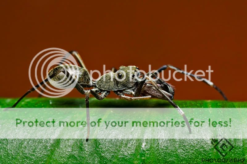 Bukit Tinggi Macro IMG_1419s