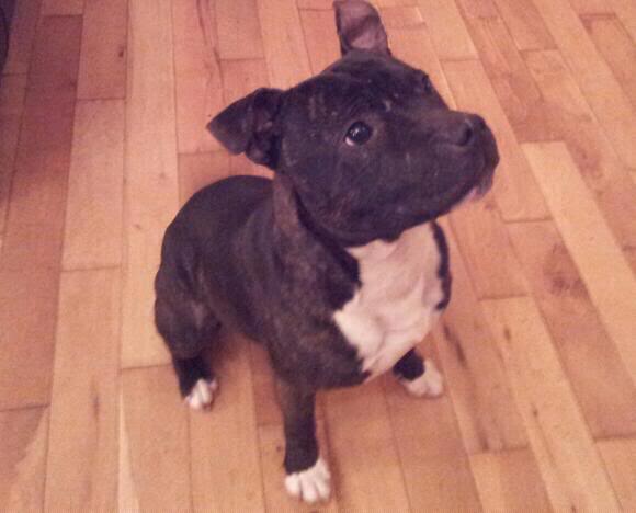 Young male staffy stolen from kildare (kilcullen) Stolen