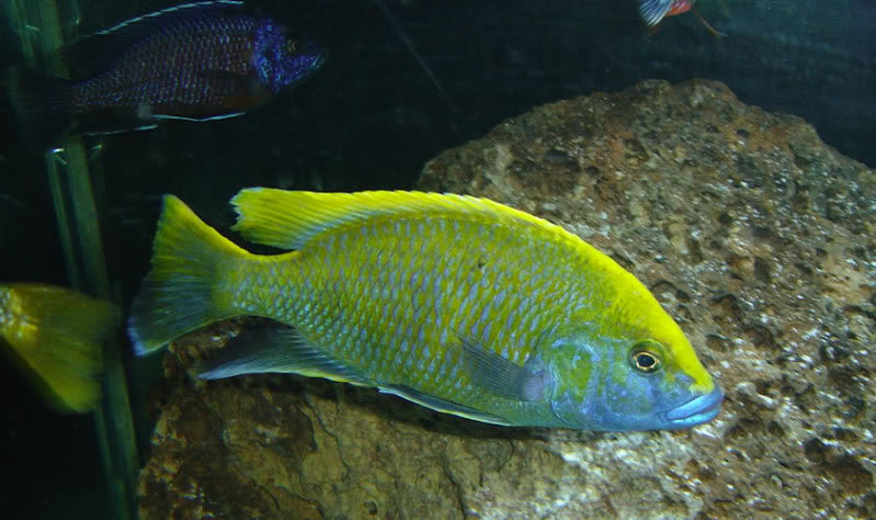 Lake Malawi Haplochromines (LA version 1.0) Venustus