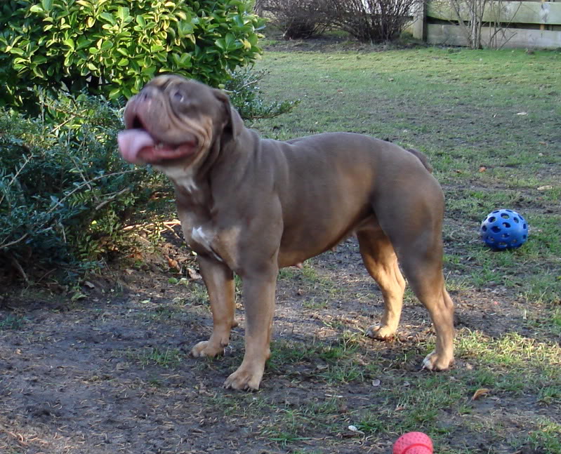 les chiens remarquables en europes. DSC01881