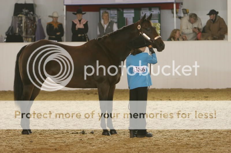 The future of the Halter Horse. Variouspicsofhorses058