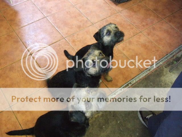 My Border Terriers MiloTedBadger