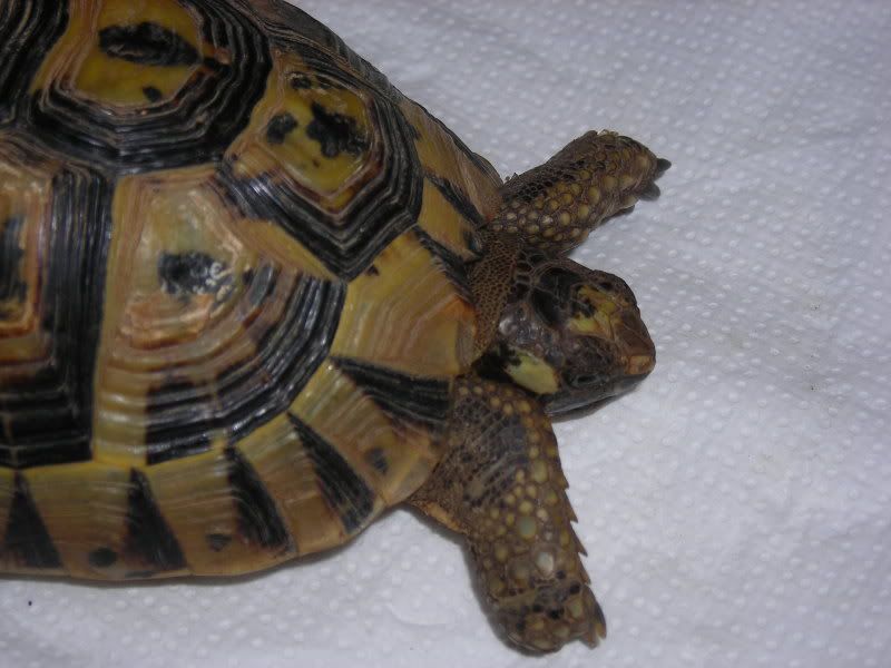 identification tortue DSCN2275