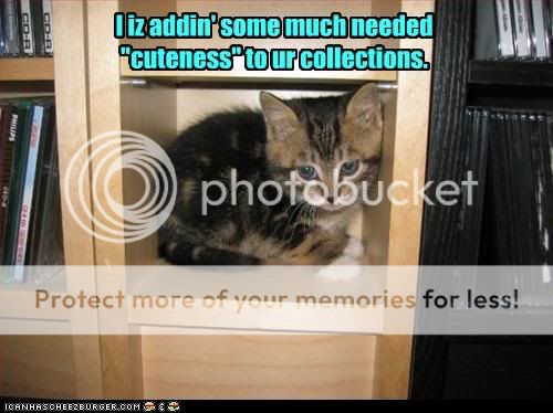 Caturday - Page 10 Funny-pictures-kitten-adds-cuteness