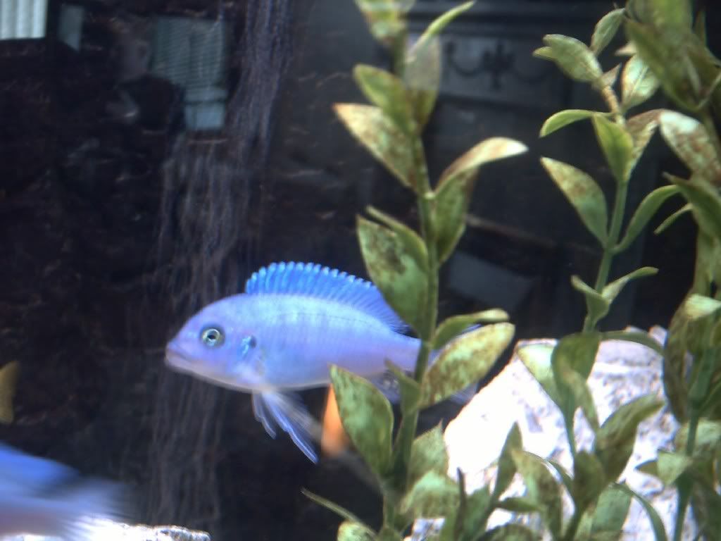 new cichlids F0014