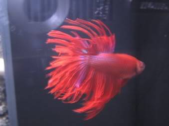 my crowntail Fish047