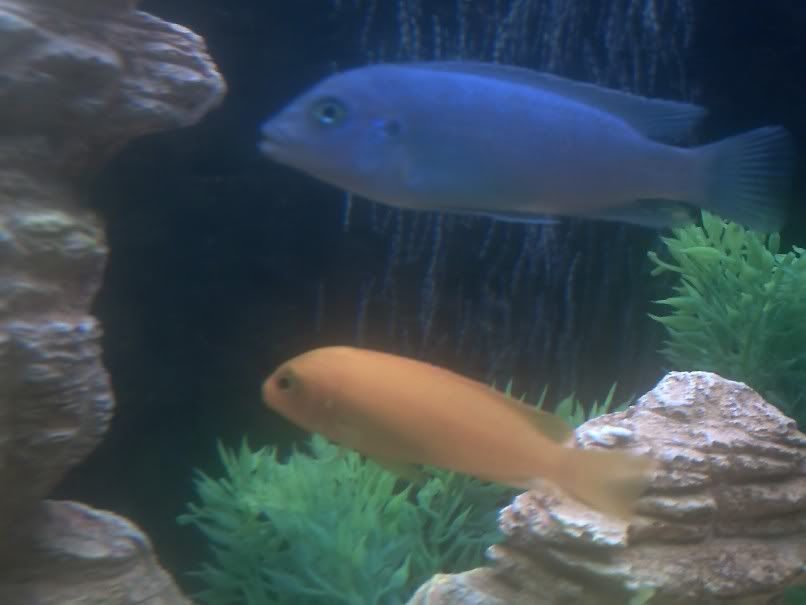 new cichlids Fish082