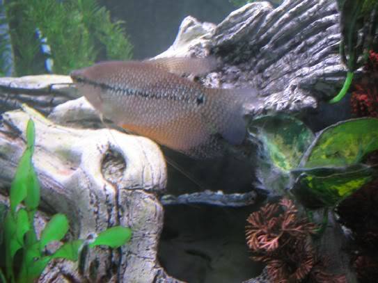 My Gouramis Fish189