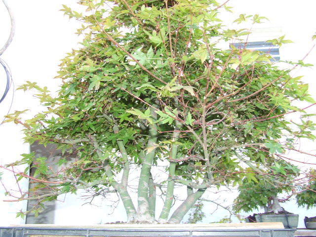 athrun-acer palmatum deshojo-jaco DSCF0618