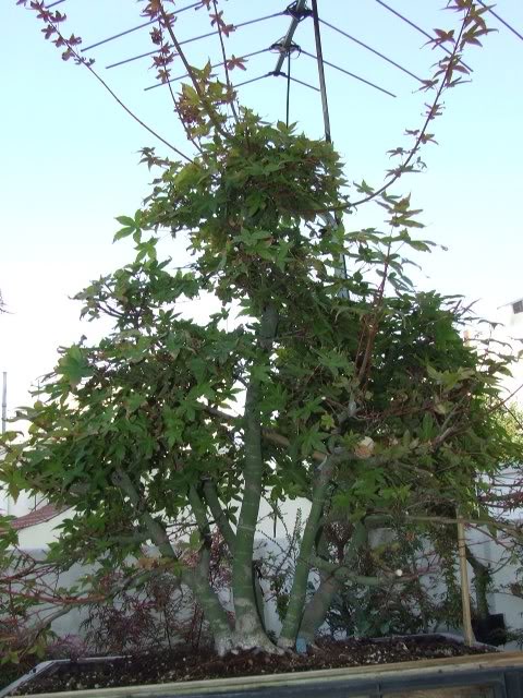 athrun-acer palmatum deshojo-jaco DSCF0622